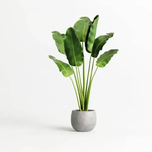 Planta de Interior - Bornea